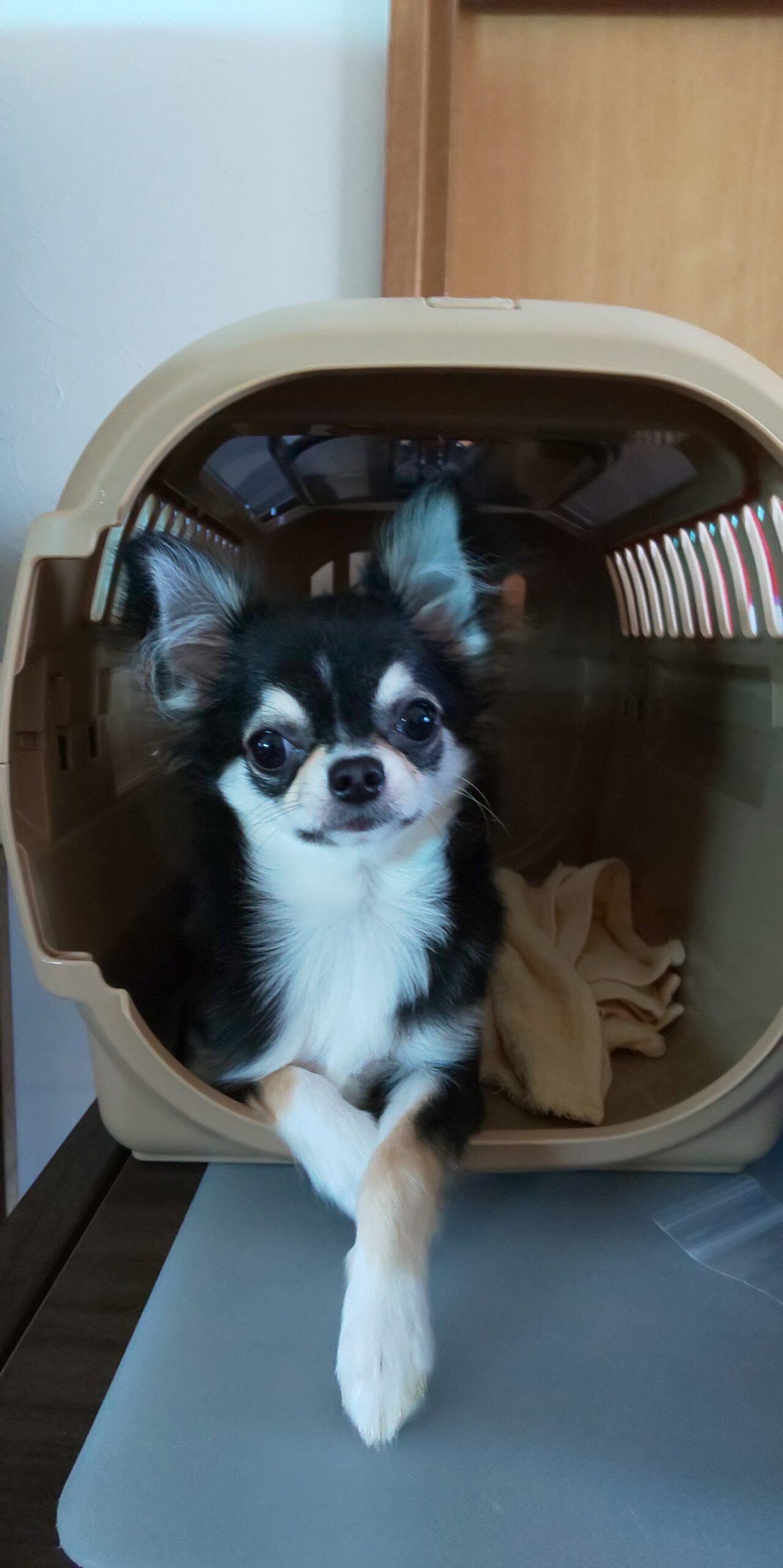 愛犬ゆず子との旅、夢への第一歩やで！