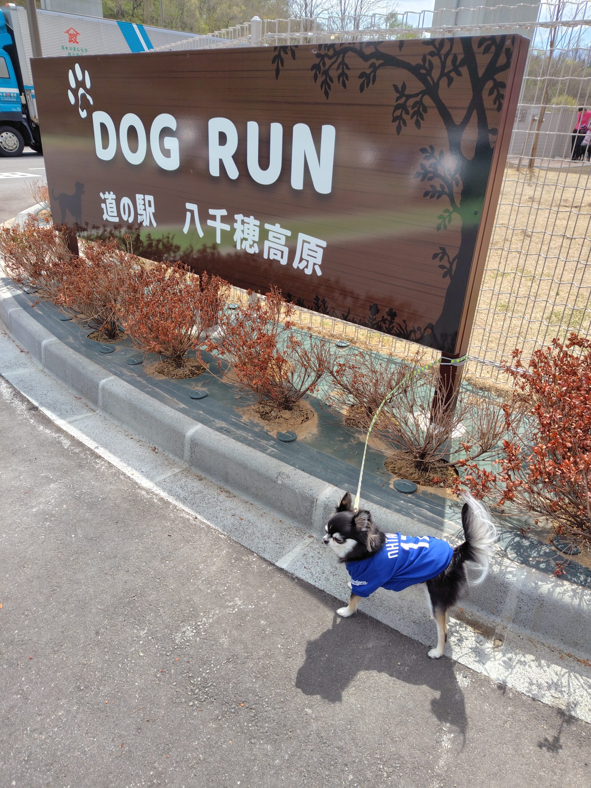 佐久穂町のドッグラン　犬も人もご満悦~ゆず子と　年季中父ちゃんの小噺〜
