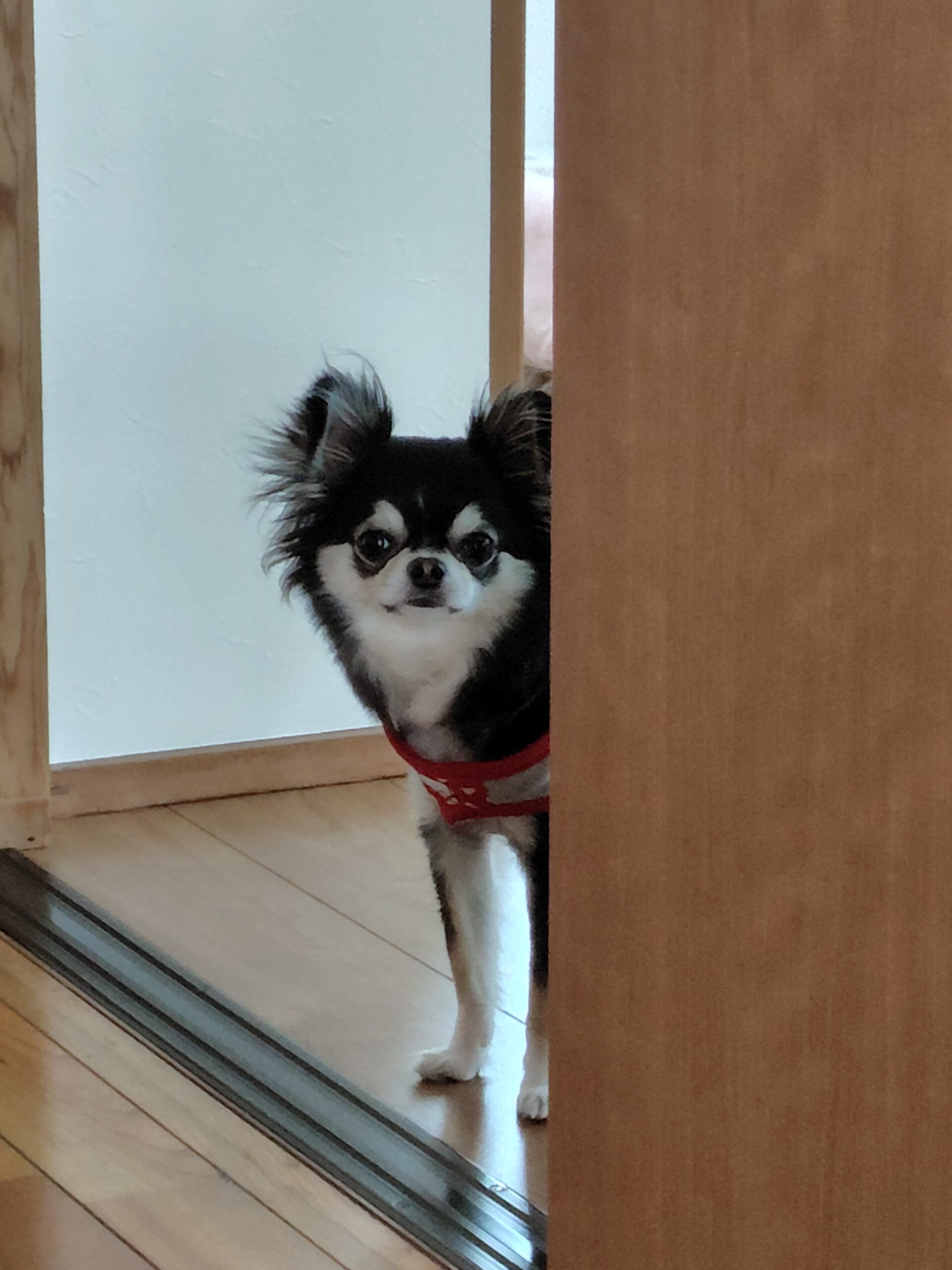 嫁と僕、愛犬ゆず子を巡るそれぞれの想い