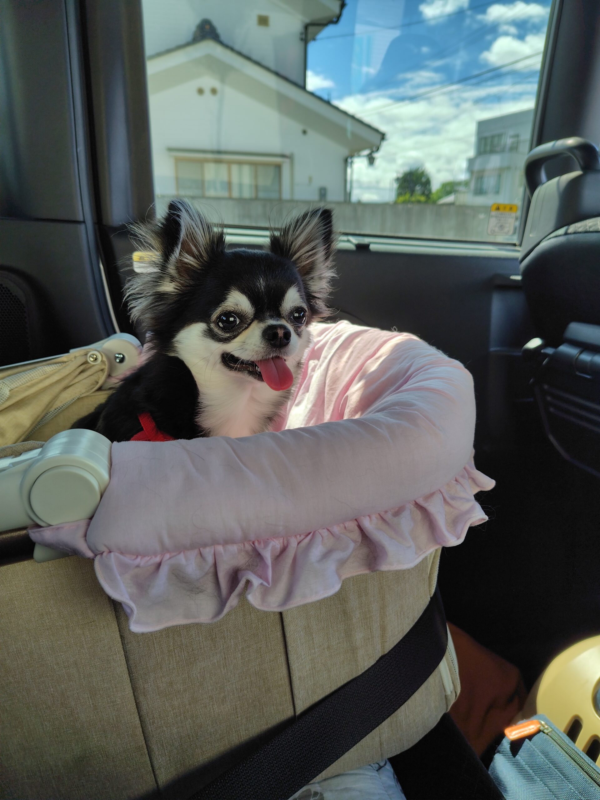 犬と初めての旅！